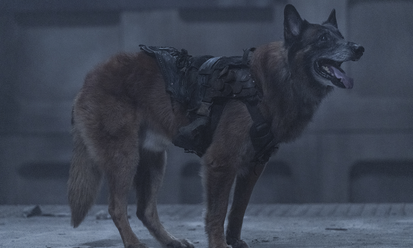 Fãs de The Walking Dead acreditam que cachorro de Daryl pode morrer