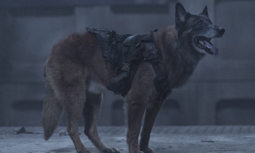 Dog (Cachorro) em imagem do episódio de estreia da 11ª e última temporada de The Walking Dead.