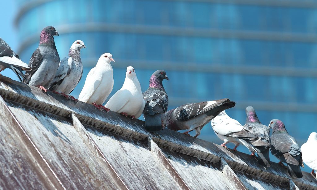 Vários pombos reunidos em um local desconhecido.