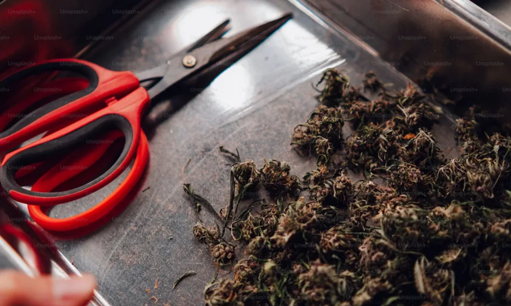 Benefits Of Cannabis In The Cinema Sector