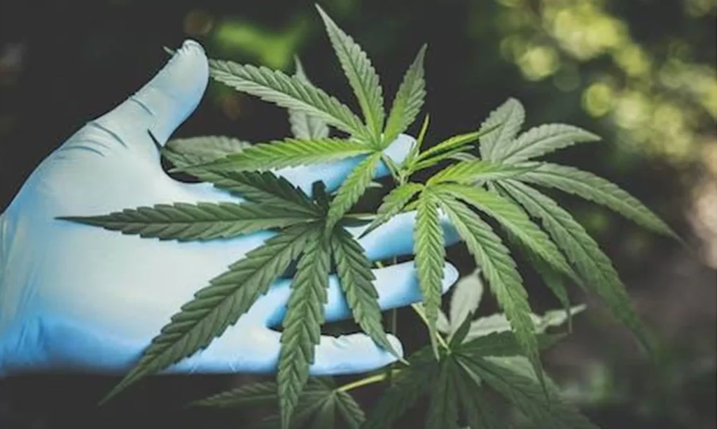 Cannabis In Cinema: How CBD Changes The Movie Industry