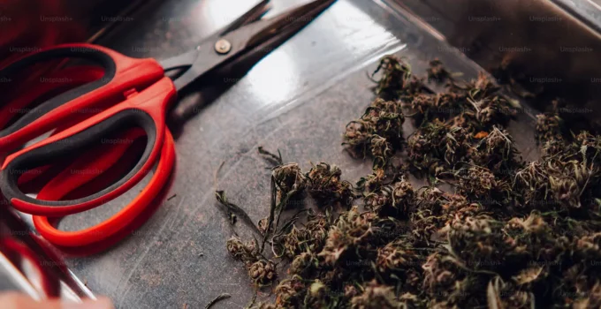 Benefits Of Cannabis In The Cinema Sector