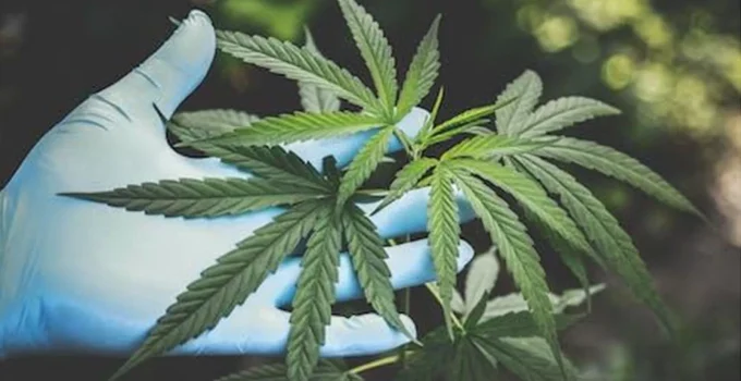 Cannabis In Cinema: How CBD Changes The Movie Industry