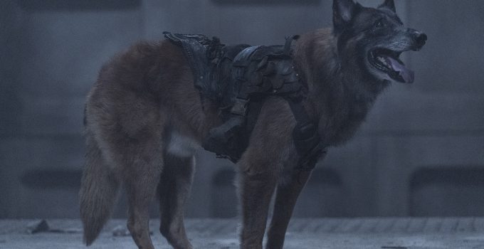 Dog (Cachorro) em imagem do episódio de estreia da 11ª e última temporada de The Walking Dead.
